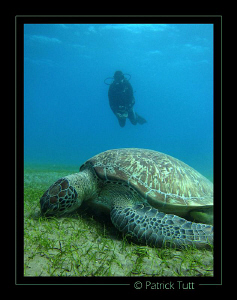lunch time in a field of sea grass - Marsa Abu Abab - Egy... by Patrick Tutt 